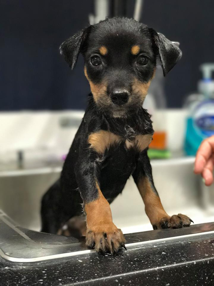 Puppy being bathed at SNiP TCI Neuter Program