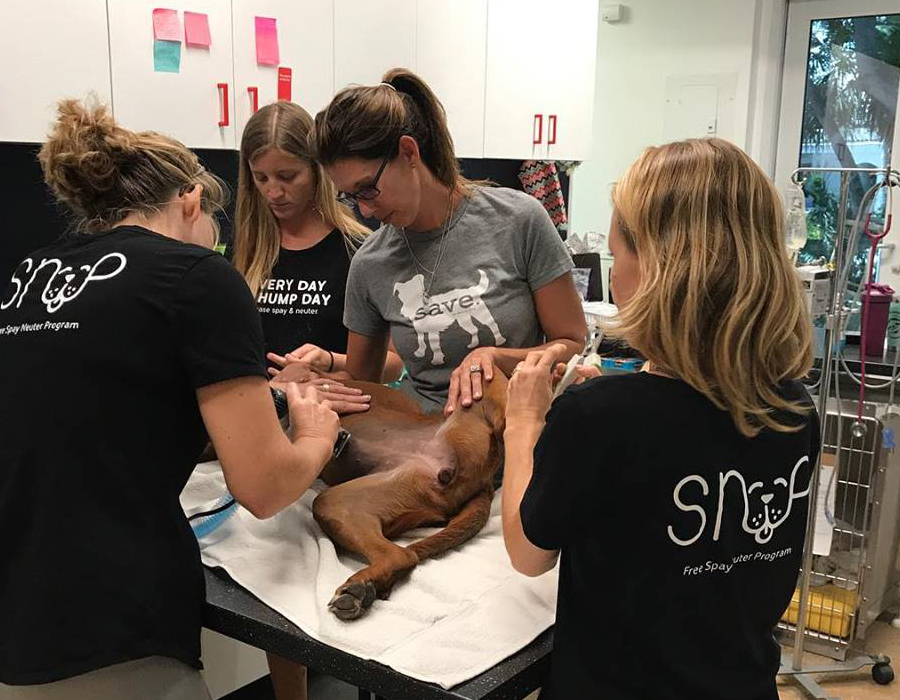 SNiP TCI veterinary and volunteer team treats dog