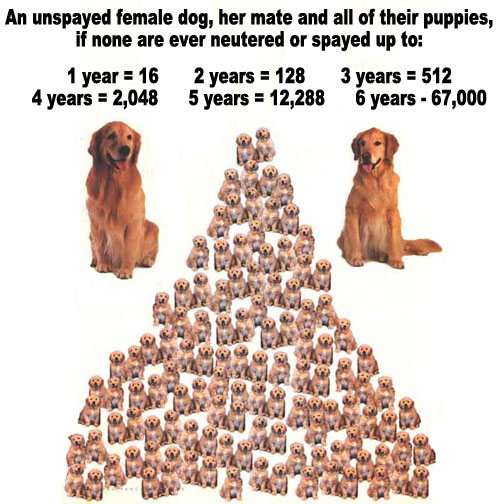 Over population in dogs pictogram