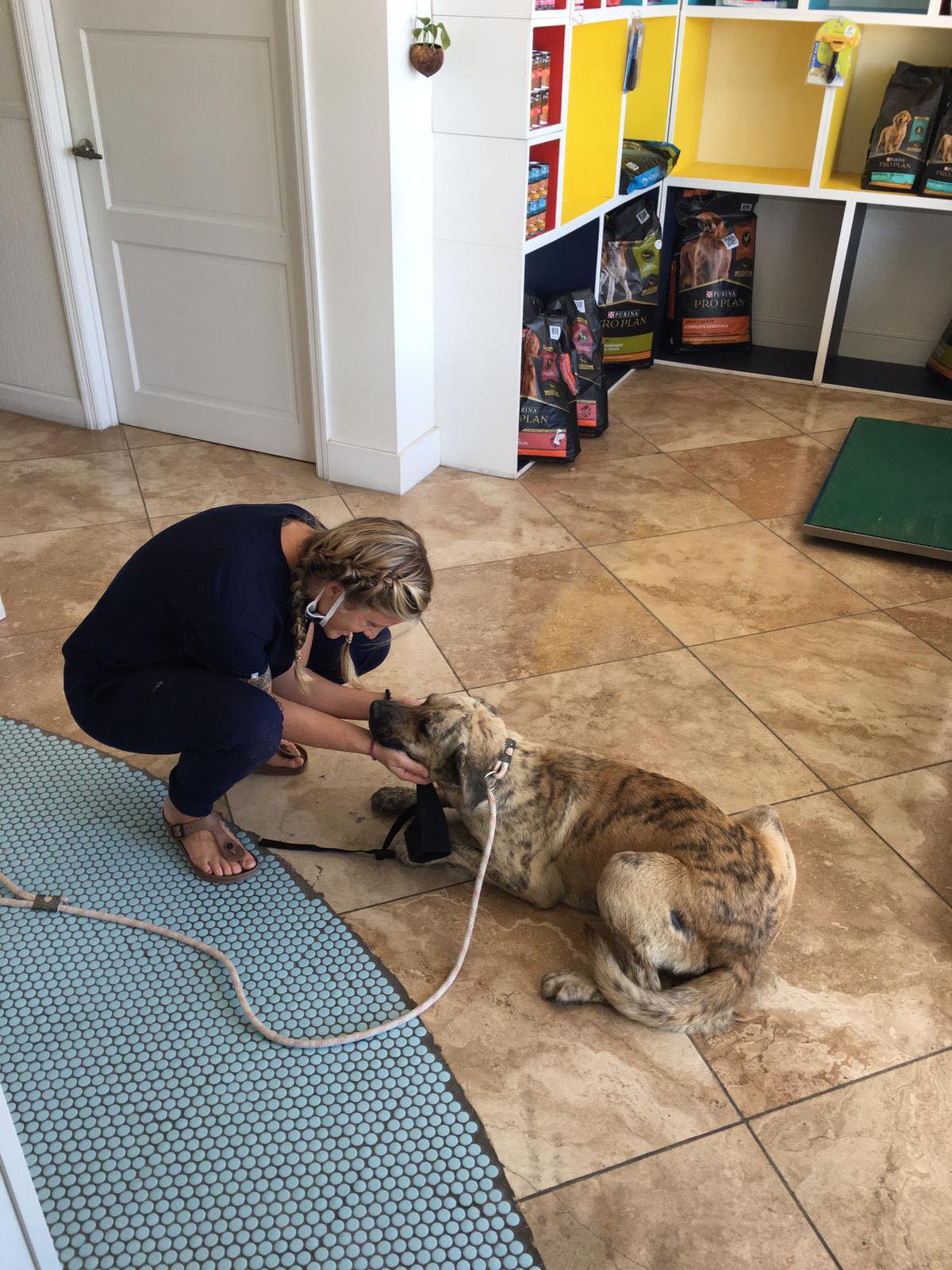 Dog and Vet Nurse at Snip TCI Clinic